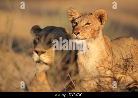 Afrikanische Löwin und Cub (Panthera Leo) entspannen Sie im Licht des frühen Morgens, Kalahari-Wüste, Südafrika Stockfoto