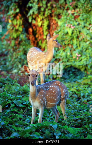 Axishirsche Fawn und Mutter im Wald Stockfoto