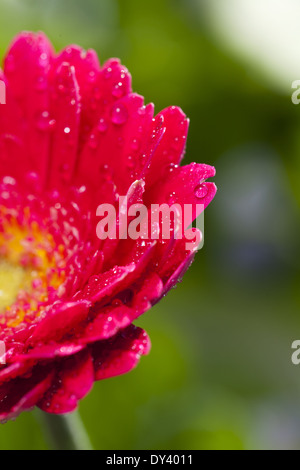 Detail-Ansicht eine schöne rosa Gerbera Blüte mit Mineralwasser Tropfen Stockfoto