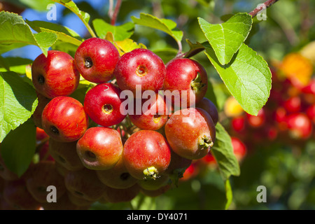 Nahaufnahme von Reifen Krabbe Äpfel auf dem Baum im Sommer Stockfoto