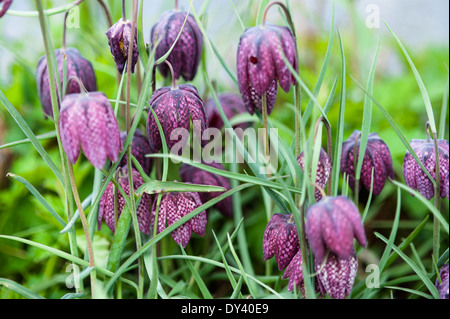 der Schlangenkopf, sterben Schachblume (Fritillaria Meleagris), Blume, Blume, Stockfoto