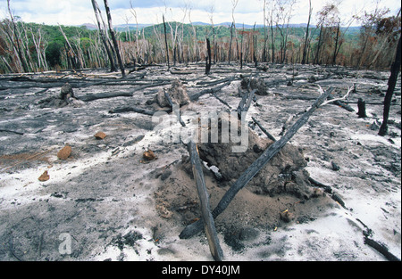 Verbrannter Regenwald, Baumstümpfe auf Feuer, Schrägstrich und Anbau von lokalen Siedler zu verbrennen. Amazonas, Roraima, Boa Vista, Brasilien Stockfoto