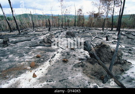 Verbrannter Regenwald, Baumstümpfe auf Feuer, Schrägstrich und Anbau von lokalen Siedler zu verbrennen. Amazonas, Roraima, Boa Vista, Brasilien Stockfoto