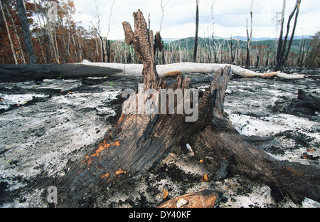 Verbrannter Regenwald, Baumstümpfe auf Feuer, Schrägstrich und Anbau von lokalen Siedler zu verbrennen. Amazonas, Roraima, Boa Vista, Brasilien Stockfoto