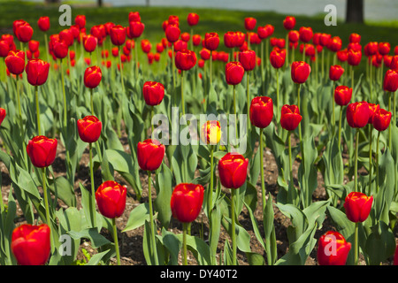 View over a beautiful large red tulip bed in a park Stockfoto