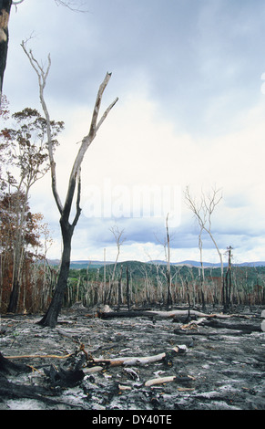 Verbrannter Regenwald, Baumstümpfe auf Feuer, Schrägstrich und Anbau von lokalen Siedler zu verbrennen. Amazonas, Roraima, Boa Vista, Brasilien Stockfoto