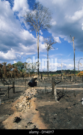 Verbrannter Regenwald, Baumstümpfe auf Feuer, Schrägstrich und Anbau von lokalen Siedler zu verbrennen. Amazonas, Roraima, Boa Vista, Brasilien Stockfoto