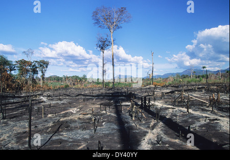 Verbrannter Regenwald, Baumstümpfe auf Feuer, Schrägstrich und Anbau von lokalen Siedler zu verbrennen. Amazonas, Roraima, Boa Vista, Brasilien Stockfoto