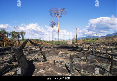 Verbrannter Regenwald, Baumstümpfe auf Feuer, Schrägstrich und Anbau von lokalen Siedler zu verbrennen. Amazonas, Roraima, Boa Vista, Brasilien Stockfoto