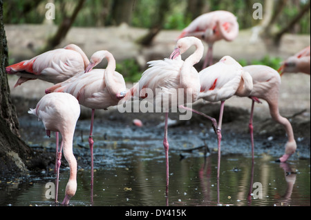 Der Rosaflamingo (Phoenicopterus Roseus), The Rosaflamingo Stockfoto