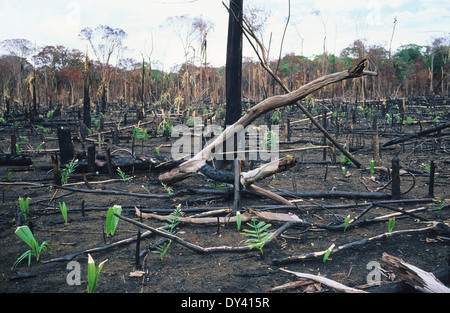 Verbrannter Regenwald, Baumstümpfe auf Feuer, Schrägstrich und Anbau von lokalen Siedler zu verbrennen. Amazonas, Roraima, Boa Vista, Brasilien Stockfoto