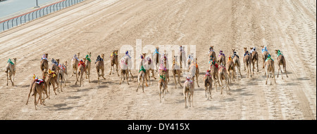 Starten Sie f Kamel Rennen bei Camel racing Festival in Al Marmoum Kamelrennen Rennstrecke in Dubai Vereinigte Arabische Emirate Stockfoto