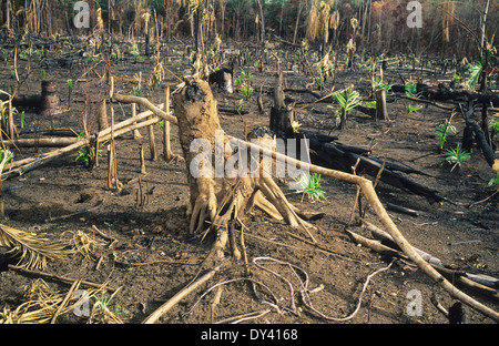 Verbrannter Regenwald, Baumstümpfe auf Feuer, Schrägstrich und Anbau von lokalen Siedler zu verbrennen. Amazonas, Roraima, Boa Vista, Brasilien Stockfoto