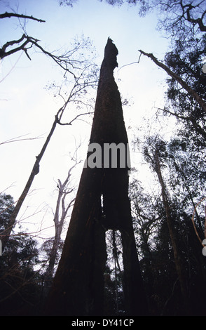 Verbrannter Regenwald, Baumstümpfe auf Feuer, Schrägstrich und Anbau von lokalen Siedler zu verbrennen. Amazonas, Roraima, Boa Vista, Brasilien Stockfoto