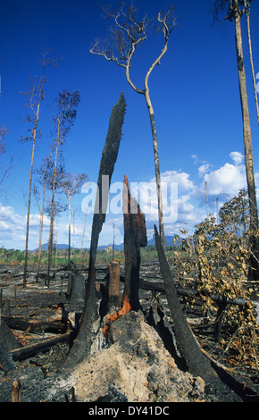 Verbrannter Regenwald, Baumstümpfe auf Feuer, Schrägstrich und Anbau von lokalen Siedler zu verbrennen. Amazonas, Roraima, Boa Vista, Brasilien Stockfoto