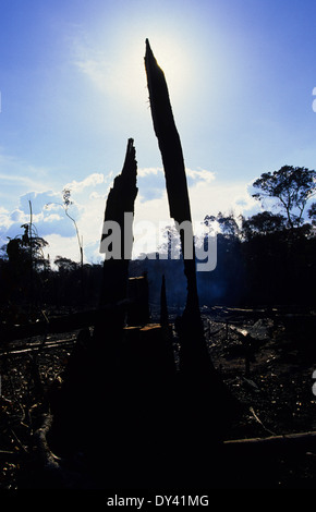 Verbrannter Regenwald, Baumstümpfe auf Feuer, Schrägstrich und Anbau von lokalen Siedler zu verbrennen. Amazonas, Roraima, Boa Vista, Brasilien Stockfoto