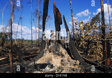Verbrannter Regenwald, Baumstümpfe auf Feuer, Schrägstrich und Anbau von lokalen Siedler zu verbrennen. Amazonas, Roraima, Boa Vista, Brasilien Stockfoto