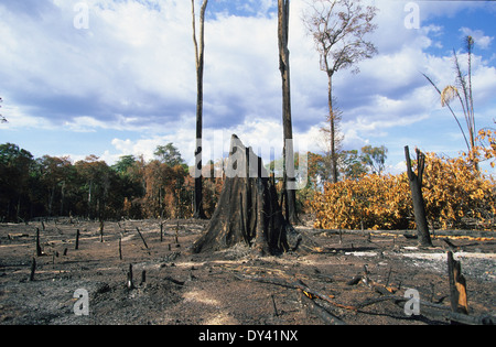 Verbrannter Regenwald, Baumstümpfe auf Feuer, Schrägstrich und Anbau von lokalen Siedler zu verbrennen. Amazonas, Roraima, Boa Vista, Brasilien Stockfoto