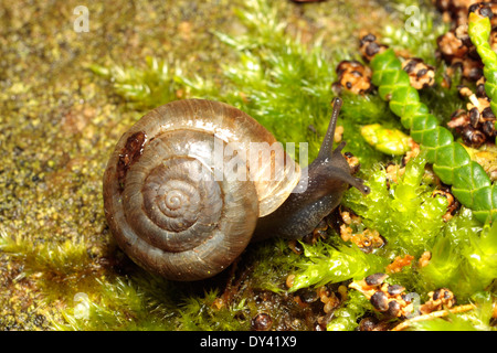 Erdbeer-Schnecke Stockfoto