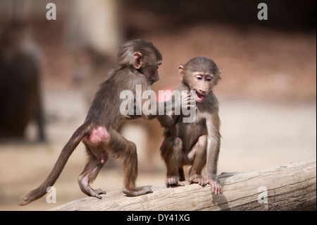 Der Mantelpavian (Papio Hamadryas), der Hamadryas Pavian, Affe, Affe, Primat, Cubs Stockfoto