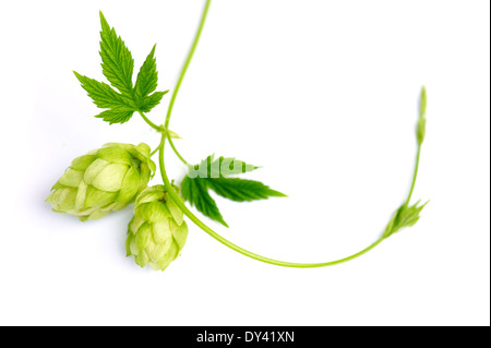 Zweig des Hopfens mit Zapfen Stockfoto