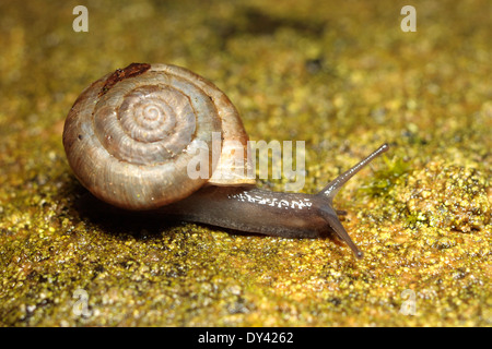 Erdbeer-Schnecke Stockfoto