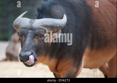Der Rotbüffel, afrikanische Büffel (Syncerus Caffer Nanus) Wald Stockfoto