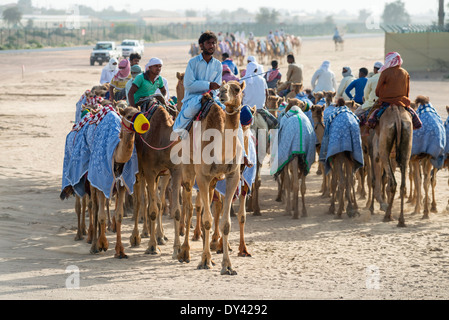 Kamele bei Kamelrennen Festival auf Al Marmoum Kamelrennen Rennstrecke in Dubai Vereinigte Arabische Emirate Stockfoto