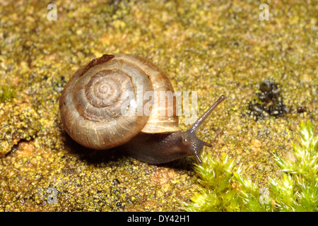 Erdbeer-Schnecke Stockfoto