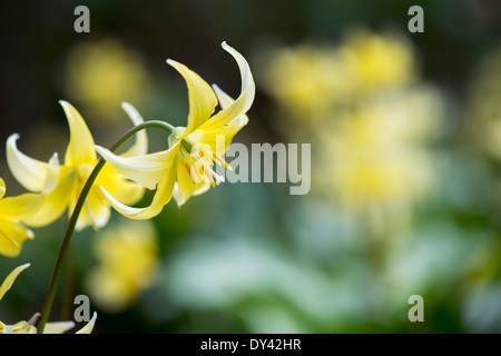 Erythronium Pagoda.  Hunde Zahn violett / Trout Lilie Blume Stockfoto