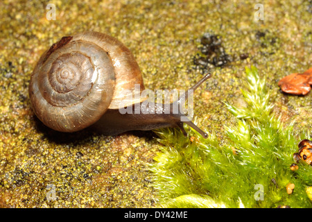 Erdbeer-Schnecke Stockfoto