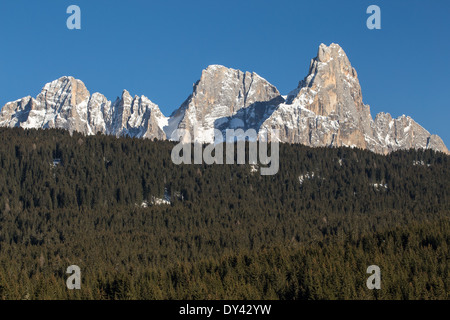 Der Paneveggio-Wald mit Der Berggruppe Pale di San Martino. Nadelwald (Picea abies). Die Trentiner Alpen. Italienische Alpen. Europa. Stockfoto