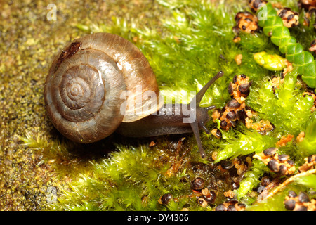 Erdbeer-Schnecke Stockfoto