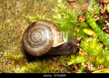 Erdbeer-Schnecke Stockfoto