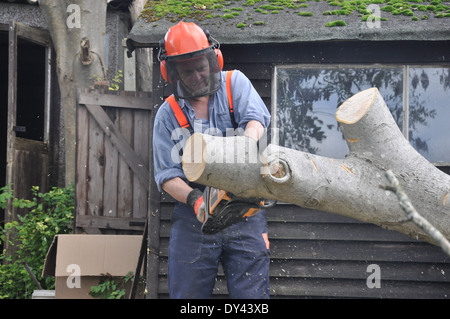 Der Mensch nutzt Kettensäge auf umgestürzten Baum im Garten in England Stockfoto