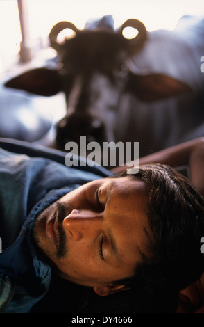 Indien Bombay Mumbai, stabil mit Wasserbüffel für die Milcherzeugung im Wohnbereich in suburban Andheri, Milchmann schlafen nach der Arbeit Stockfoto