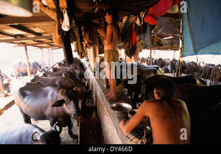 Indien Bombay Mumbai, stabil mit Wasserbüffel für die Milcherzeugung im Wohnbereich in suburban Andheri, Milchmann, eine hinduistische Gebet Stockfoto