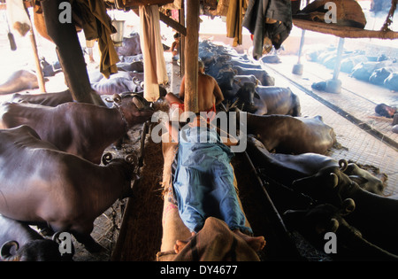 Indien Bombay Mumbai, stabil mit Wasserbüffel für die Milcherzeugung im Wohnbereich in suburban Andheri, Milchmann schlafen nach der Arbeit Stockfoto