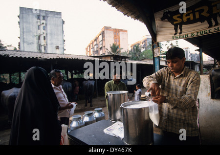 Indien-Bombay-Mumbai, stabil mit Wasserbüffel für die Milchproduktion im Wohnbereich in Vorstadt Andheri Stockfoto