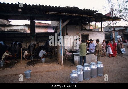 Indien-Bombay-Mumbai, stabil mit Wasserbüffel für die Milchproduktion im Wohnbereich in Vorstadt Andheri Stockfoto