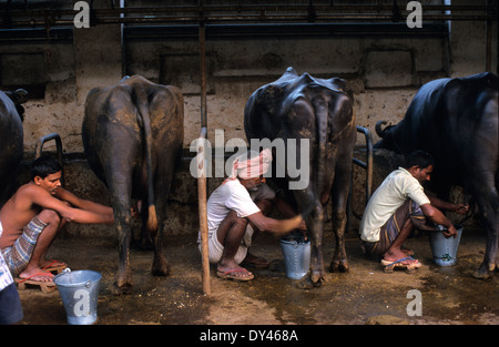 Indien-Bombay-Mumbai, stabil mit Wasserbüffel für die Milchproduktion im Wohnbereich in Vorstadt Andheri Stockfoto