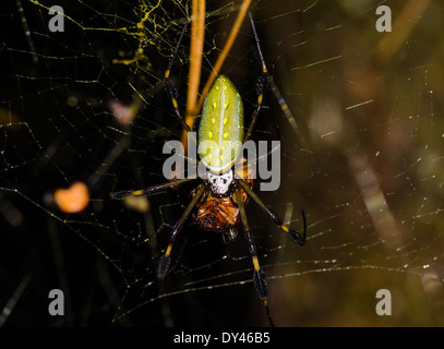 Eine große golden Orb-Weaver Spider jagt auf einen Käfer. Monteverde, Costa Rica. Stockfoto