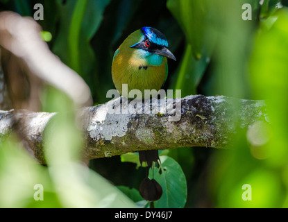 Ein blau-gekrönter Motmot (Momotus Momota) auf einem Ast. Monteverde, Costa Rica. Stockfoto