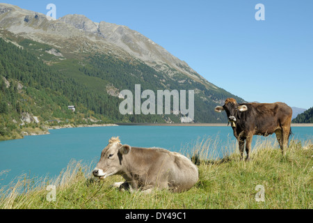 Österreich - Tirol - Zillertaler Alpen: Kühe in der Nähe von Schlegeis Stausee im Spätsommer Stockfoto