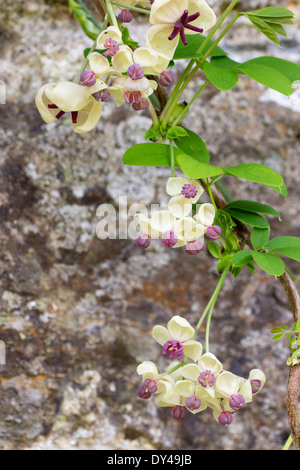 Kleinere männliche und größeren weiblichen Blüten der Creme Form der Schokolade Rebe, Akebia Quinata. Stockfoto