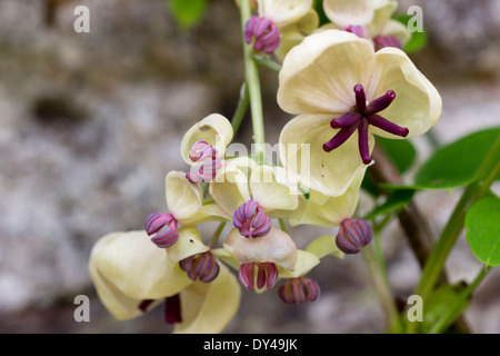 Form der Schokolade Rebe, Akebia Quinata, zeigen kleinere männliche und größeren weiblichen Blüten Creme Stockfoto