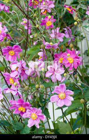 Blüten der japanischen Anemone, Anemone X hybrida 'Königin Charlotte', in einem Garten in Nord-Wales. Stockfoto