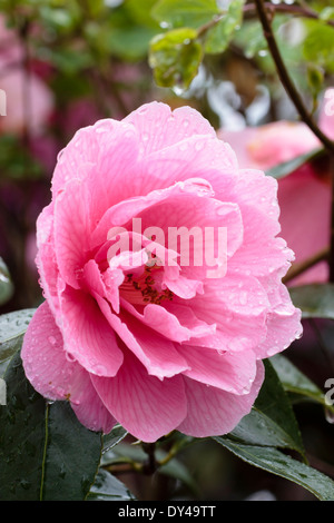 Einzigen Regen nass Blume des halb Doppel Camellia X williamsii "Spende" in einem Garten von Plymouth Stockfoto