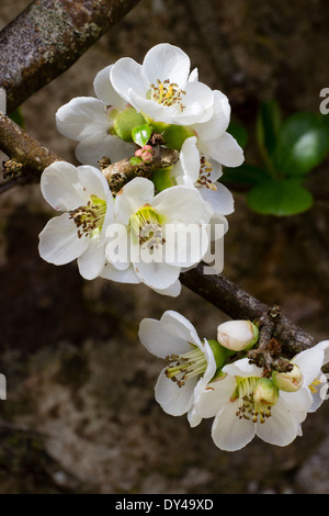 Weißer Frühlingsblumen japanische Quitte, Chaenomeles Speciosa 'Nivalis' Stockfoto