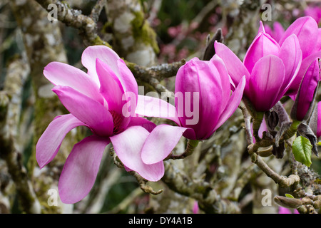 Blüten des Baumes Magnolia 'Apollo' in einem Cornish Garten Stockfoto